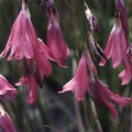 DIERAMA RIPARIA seed image