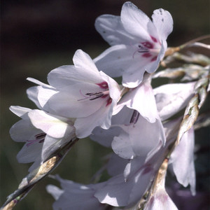 Dierama Pulcherrimum 'Pink Fairies' Seeds (Angels' fishing rods) - Plant  World Seeds