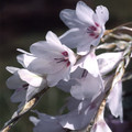 DIERAMA 'SNOWBELLS' (PULCHERRIMUM) seed image
