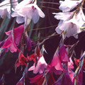 DIERAMA SPECIES MIXED seed image