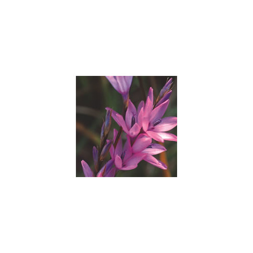 DIERAMA 'SPRING DANCER' (PULCHERRIMUM TYPE) seed image