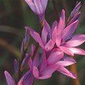 DIERAMA 'SPRING DANCER' (PULCHERRIMUM TYPE) seed image