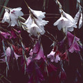DIERAMA PULCHERRIMUM 'STRAWBERRY ICE CREAM' seed image