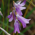 DIERAMA TRICHORHIZUM seed image