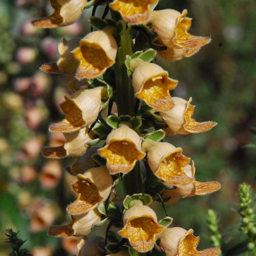 DIGITALIS LAEVIGATA seed image