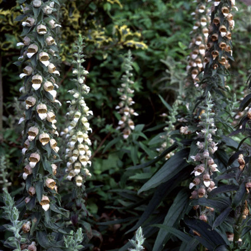 DIGITALIS LANATA seed image
