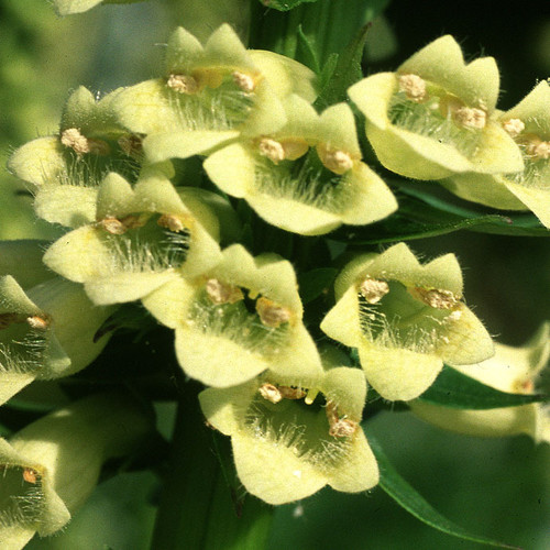 DIGITALIS LUTEA seed image