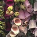 DIGITALIS MIXED seed image