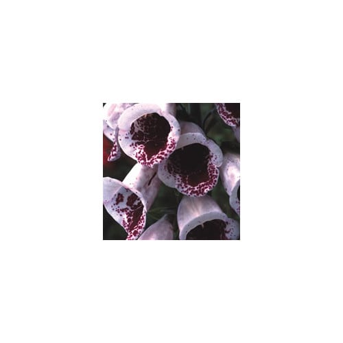 DIGITALIS PURPUREA 'PAM'S CHOICE' seed image