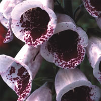 DIGITALIS PURPUREA 'PAM'S CHOICE' seed image