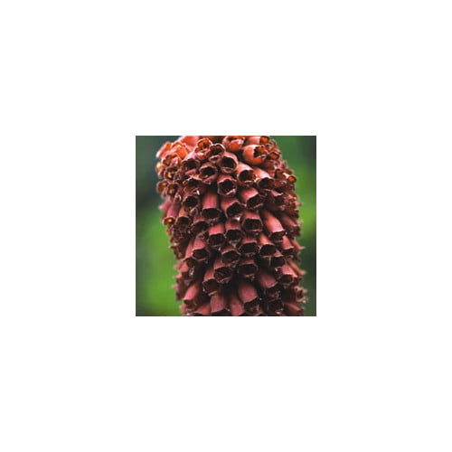 DIGITALIS PARVIFLORA seed image