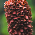 DIGITALIS PARVIFLORA seed image