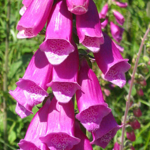 DIGITALIS PURPUREA EXCELSIOR seed image