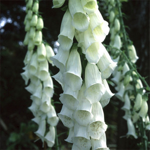 DIGITALIS PURPUREA ALBA seed image