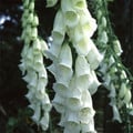 DIGITALIS PURPUREA ALBA seed image