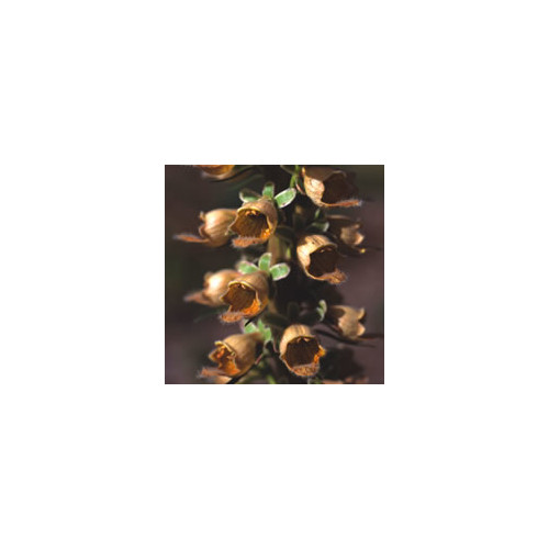DIGITALIS STEWARTII seed image