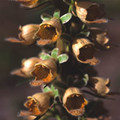 DIGITALIS STEWARTII seed image