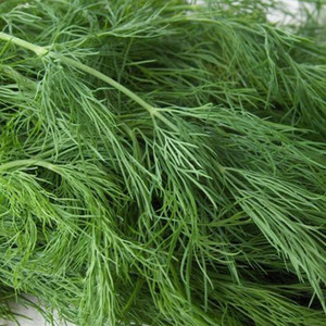 HERB DILL seed image