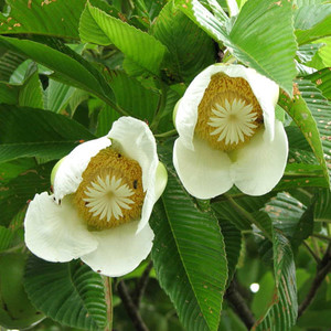 DILLENIA INDICA seed image