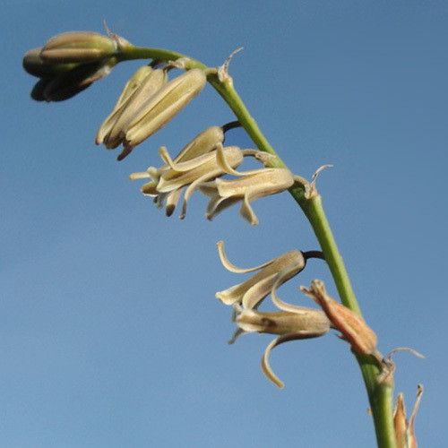 DIPCADI SEROTINUM seed image