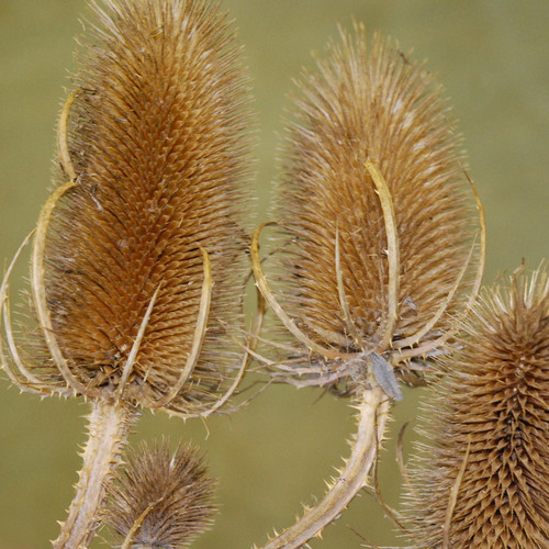 DIPSACUS FULLONUM seed image
