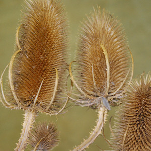 DIPSACUS FULLONUM seed image
