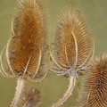 DIPSACUS FULLONUM seed image