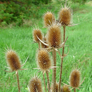 DIPSACUS LACINIATUS seed image