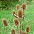 DIPSACUS LACINIATUS seed image
