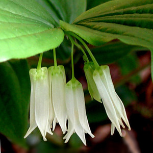 DISPORUM SMITHII seed image
