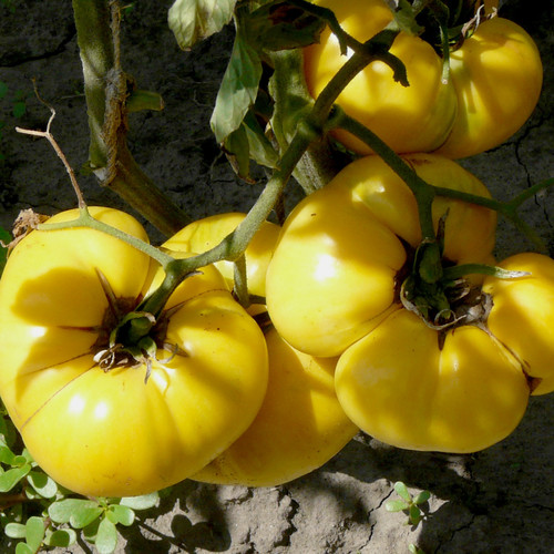 TOMATO DIXIE GOLDEN GIANT seed image