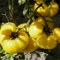 TOMATO DIXIE GOLDEN GIANT seed image