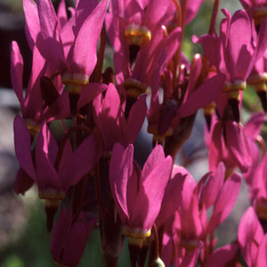 DODECATHEON MEADIA seed image