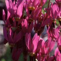 DODECATHEON MEADIA seed image