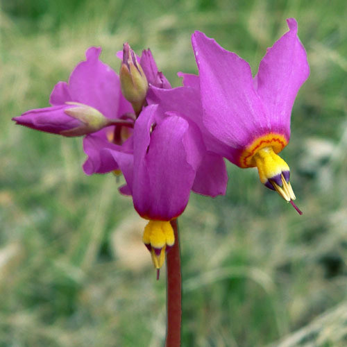 DODECATHEON PULCHELLUM seed image