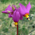DODECATHEON PULCHELLUM seed image