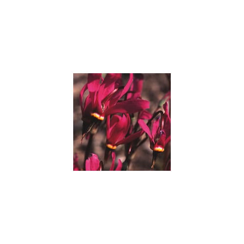 DODECATHEON PULCHELLUM 'RED WINGS' seed image