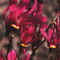 DODECATHEON PULCHELLUM 'RED WINGS' seed image