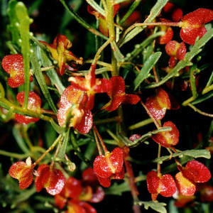 DODONAEA VISCOSA seed image