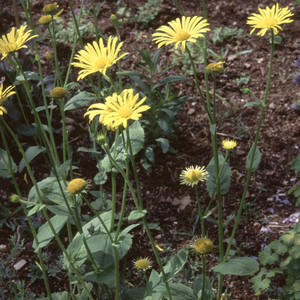 DORONICUM AUSTRIACUM seed image