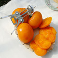 TOMATO DR WYCHE'S YELLOW seed image