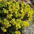 DRABA AIZOIDES seed image