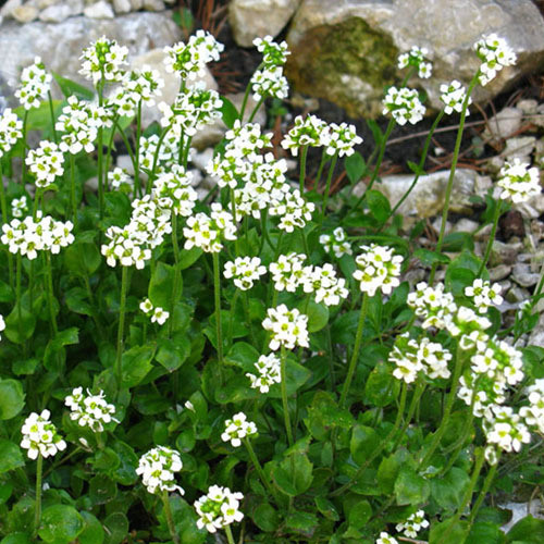 DRABA DEDEANA seed image