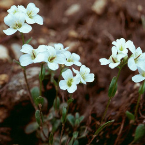 DRABA DUBIA seed image