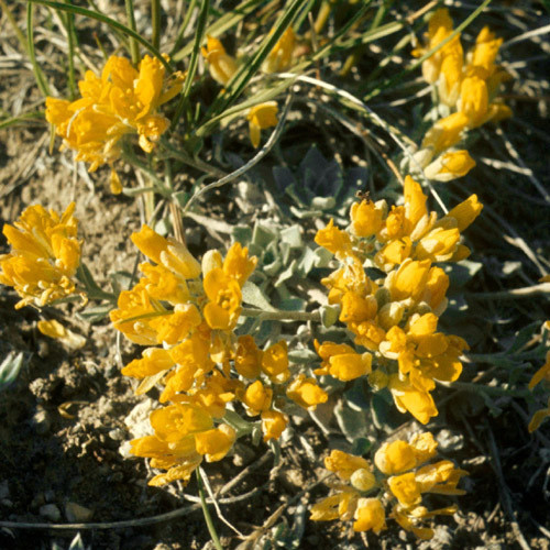 DRABA INCERTA seed image
