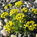 DRABA KORABENSIS seed image