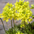 DRABA LASIOCARPA seed image