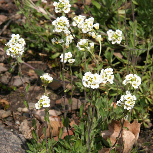 DRABA MAGELLANICA seed image