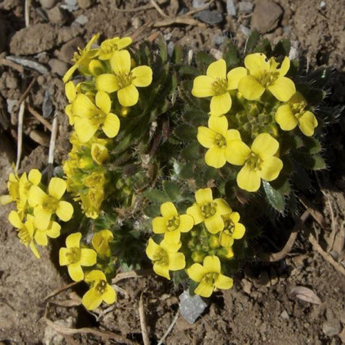 DRABA PARNASSICA seed image