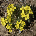 DRABA PARNASSICA seed image